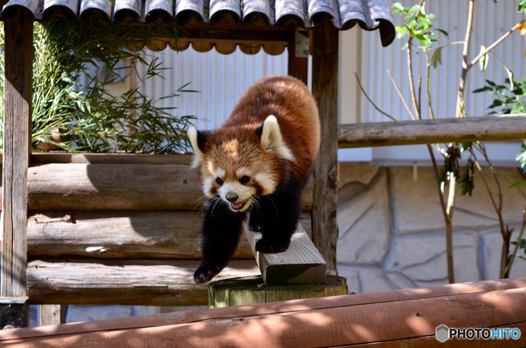 レッサーパンダ