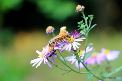 甘い蜜を吸って