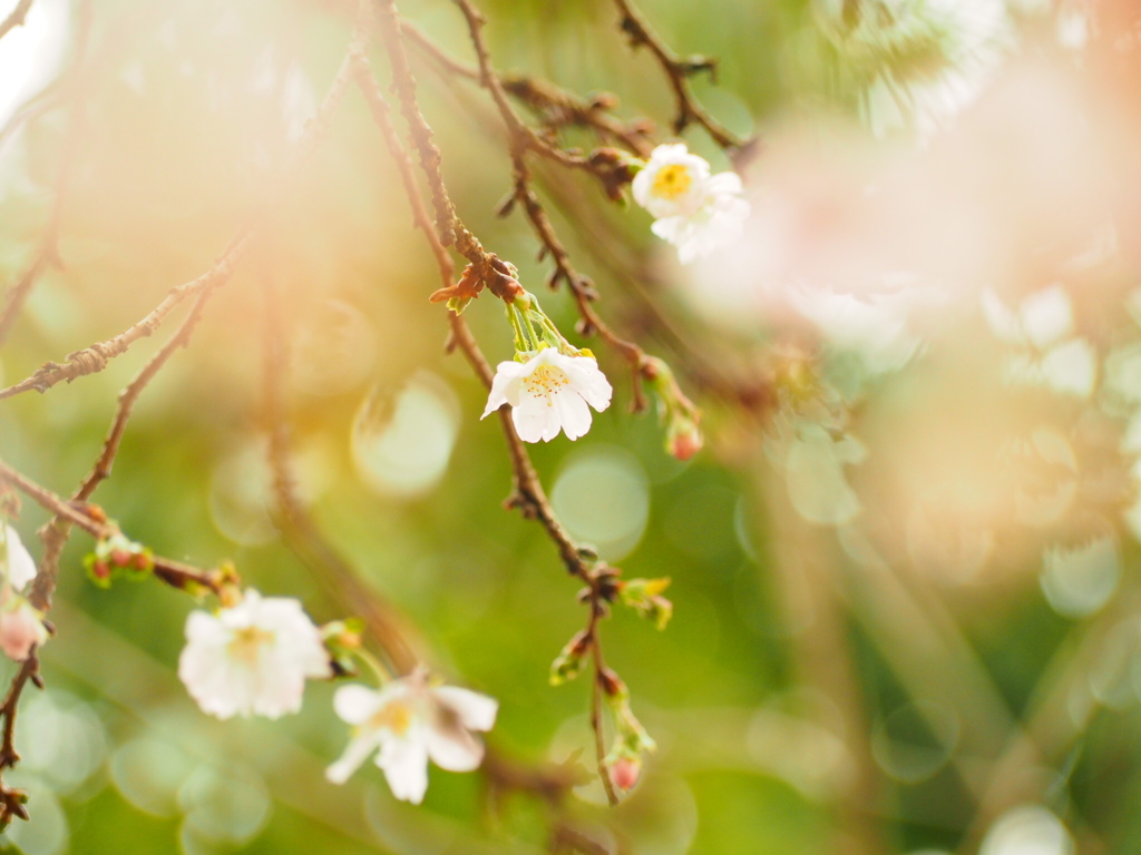 寒桜