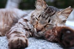 ひるねこ