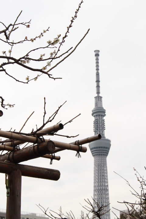 梅にスカイツリー