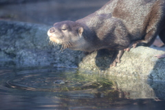 コツメカワウソ