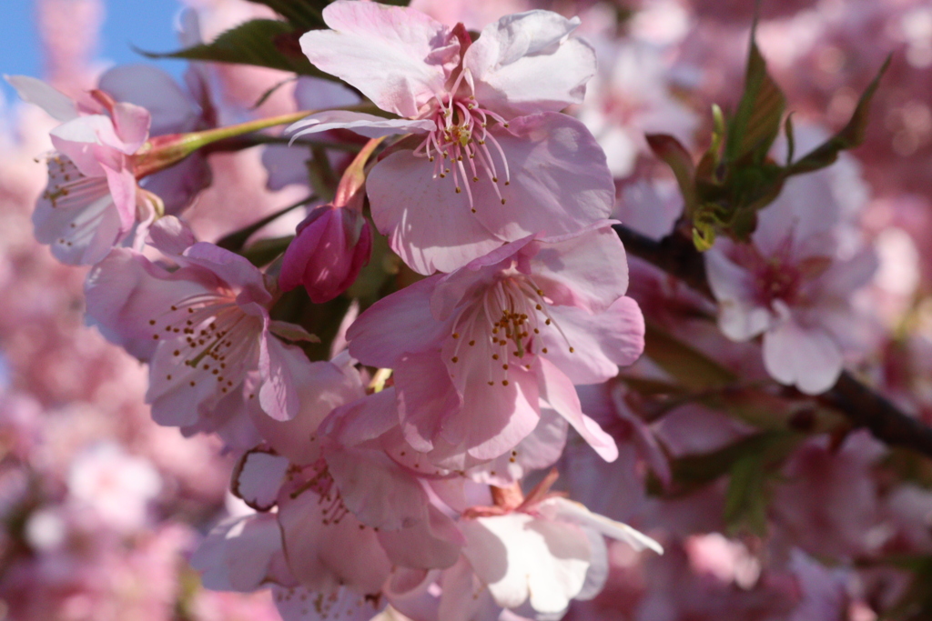 躍動する河津桜。