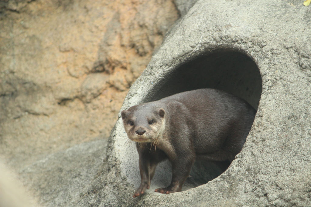 コツメカワウソ