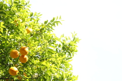 夏が来る。