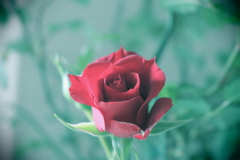 薔薇は気高く咲く。