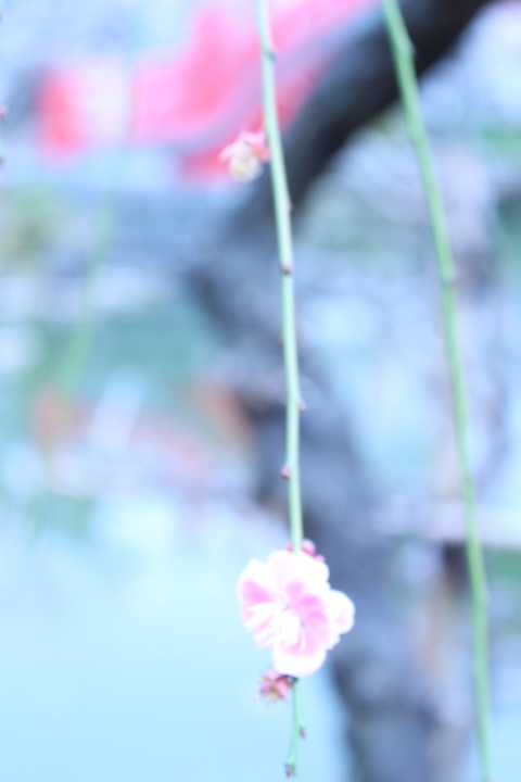 梅ひとつ