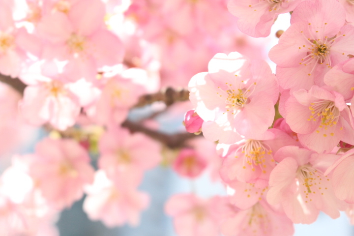 河津桜