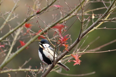 シジュウカラ