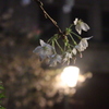 夜桜。