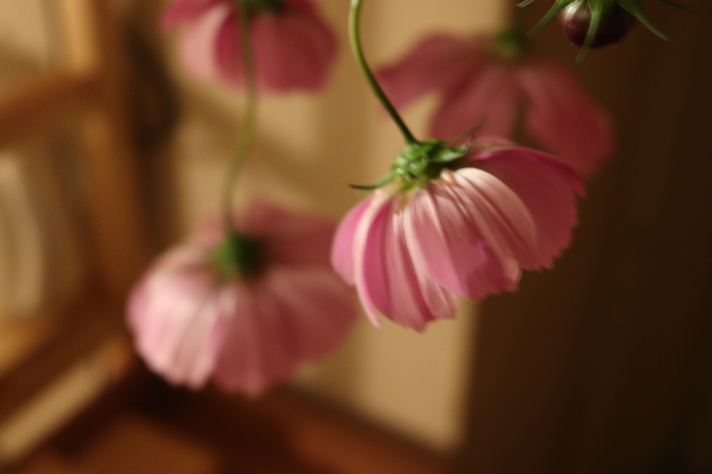 ぽんぽん秋桜