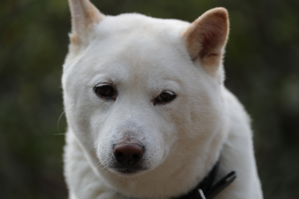 老犬
