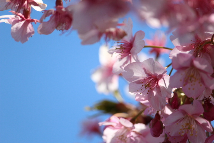 早春の桜。