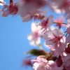 早春の桜。