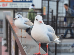 ユリカモメ