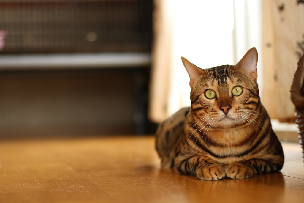 ベンガル猫