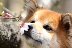 春のにおい