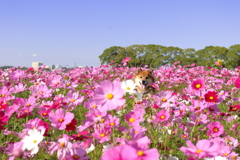 みつかっちゃった