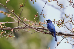 青い鳥