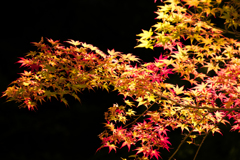 箕面公園の紅葉