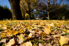 冬の前の癒しの紅葉