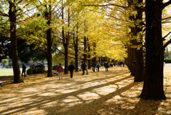 冬の前の癒しの紅葉