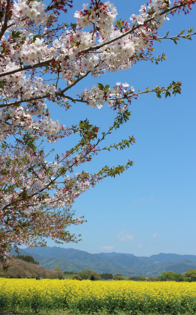 菜の花(桜)