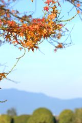 晩秋