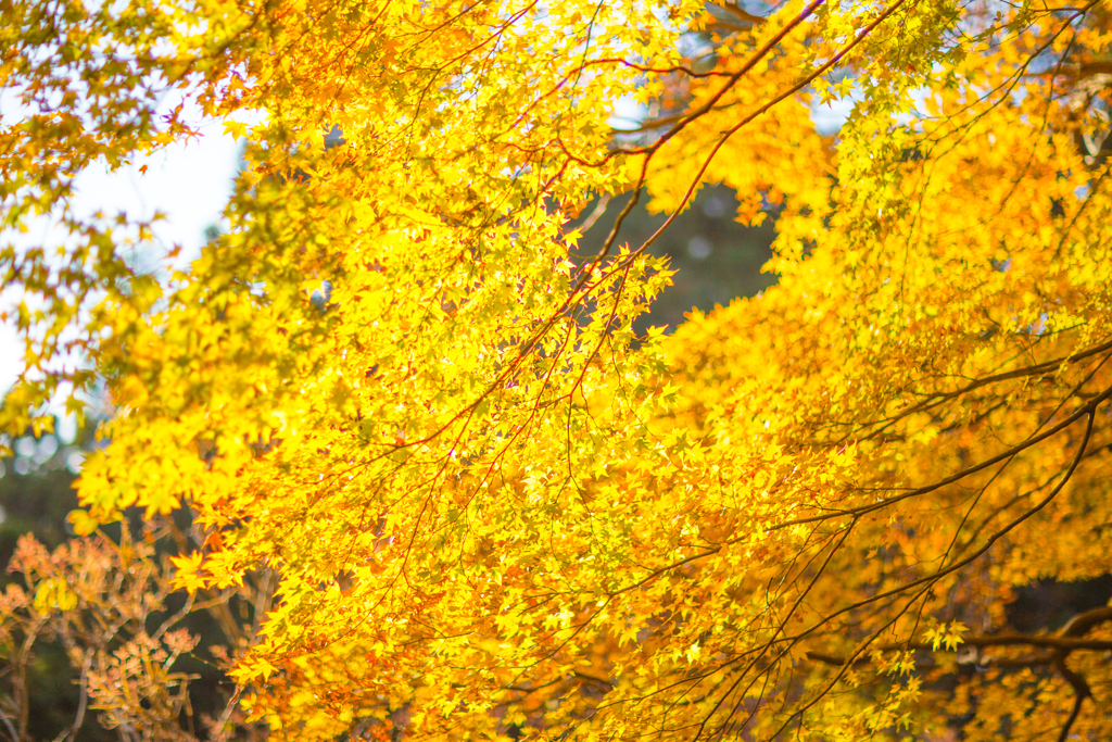 紅葉