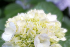 紫陽花
