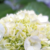 紫陽花