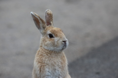 ひょこ