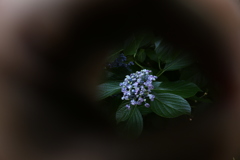 紫陽花