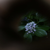 紫陽花