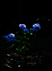 紫陽花