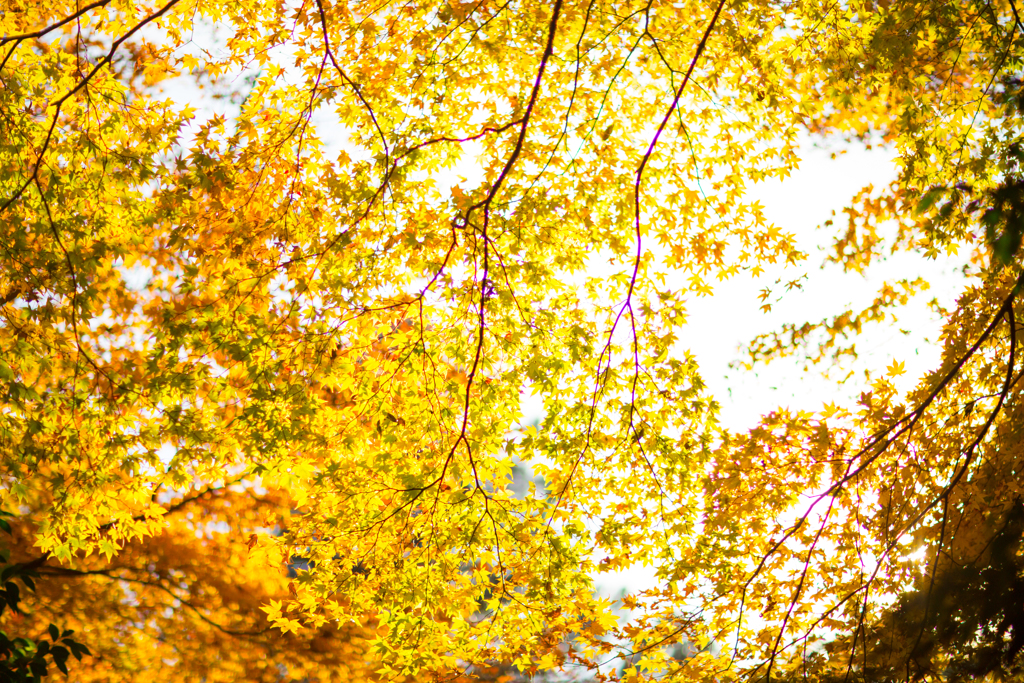 紅葉