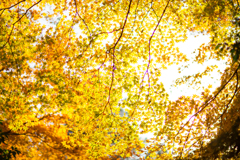 紅葉