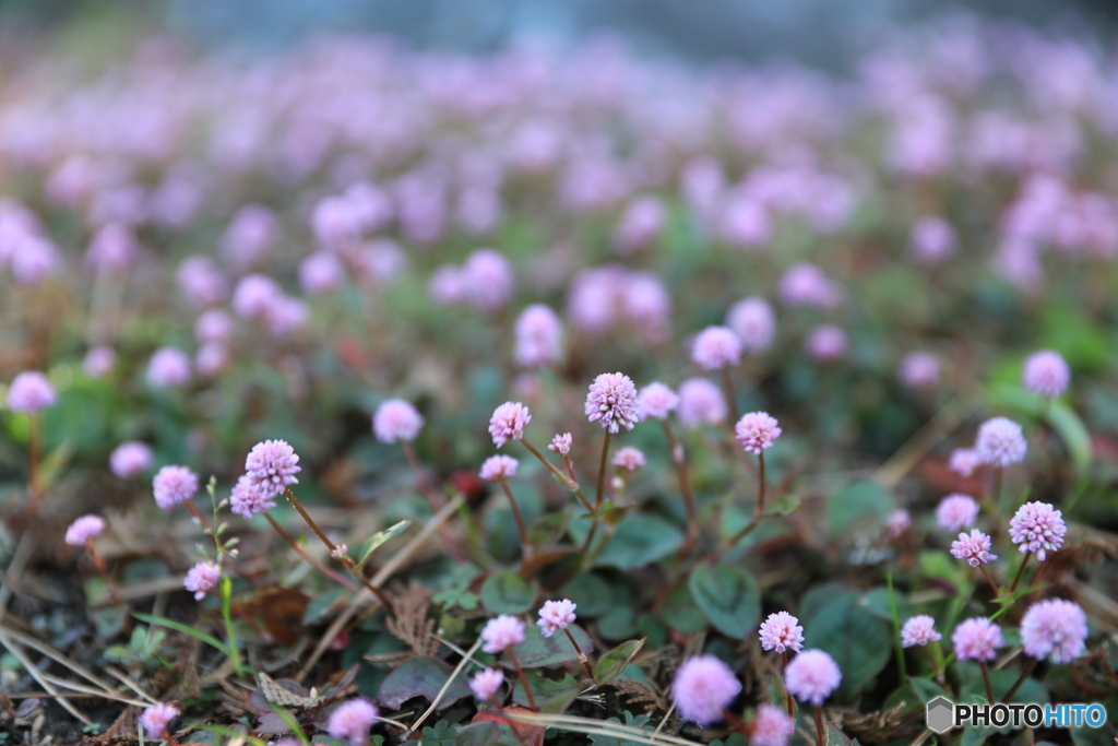 秋の小花