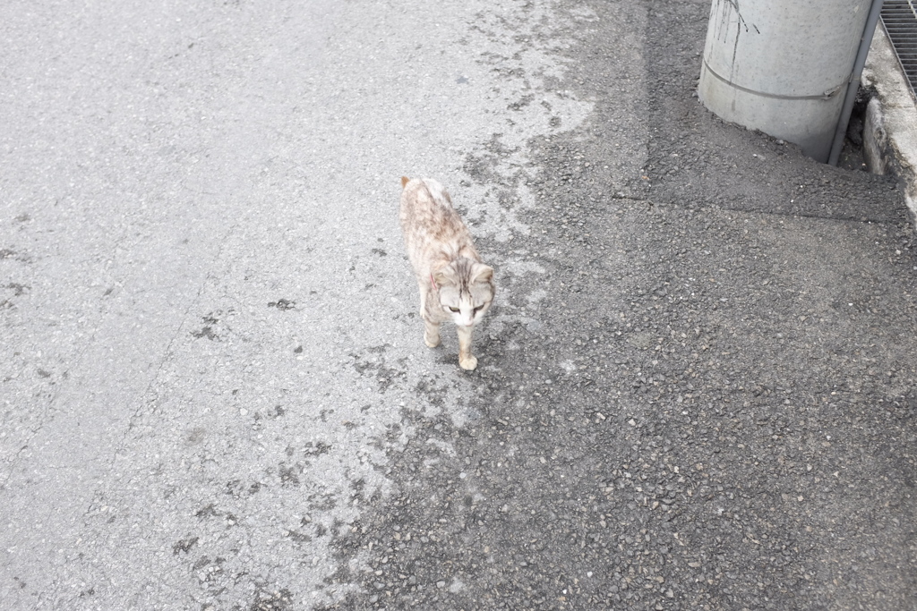 出会い
