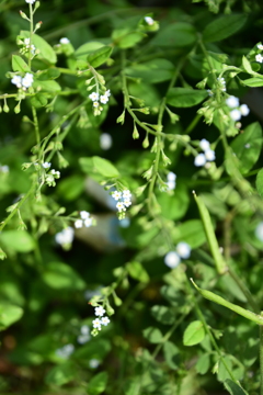 宮ヶ瀬のお花