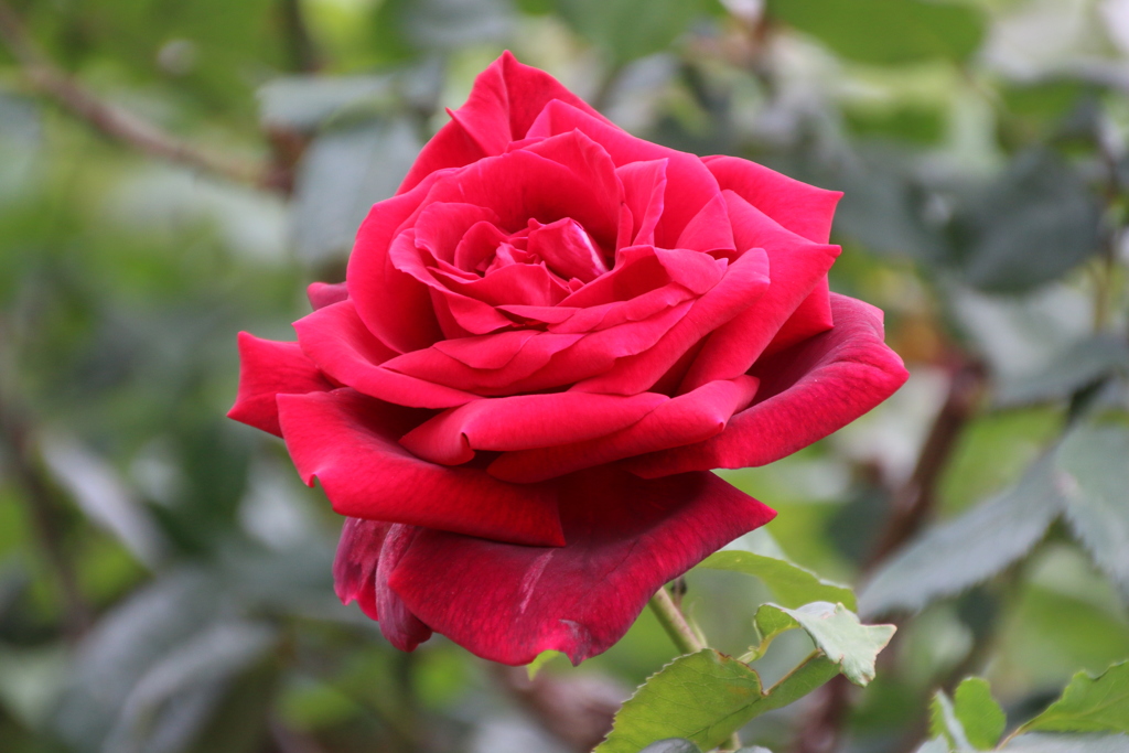 薔薇