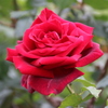 薔薇