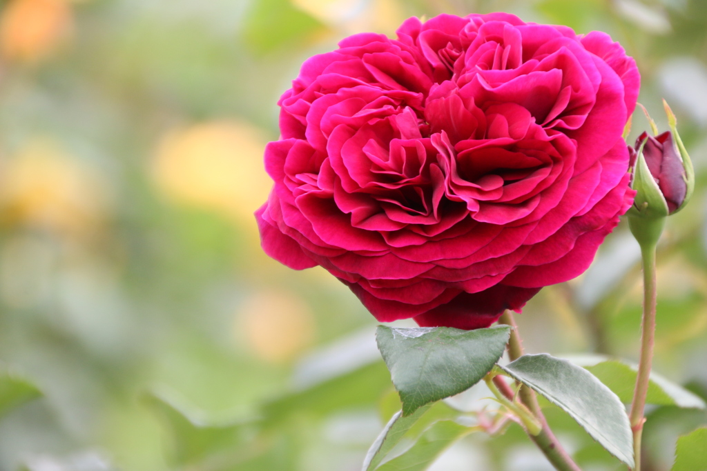 薔薇