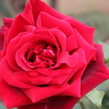薔薇