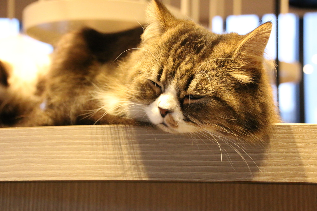 こいつ全然起きねぇ  ～寝ねこ～