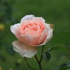 薔薇
