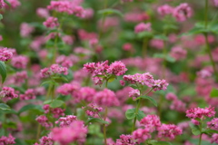 蕎麦の花の季節
