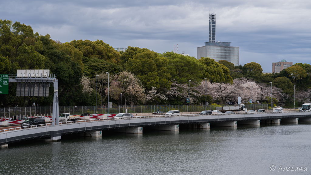 桜ライン