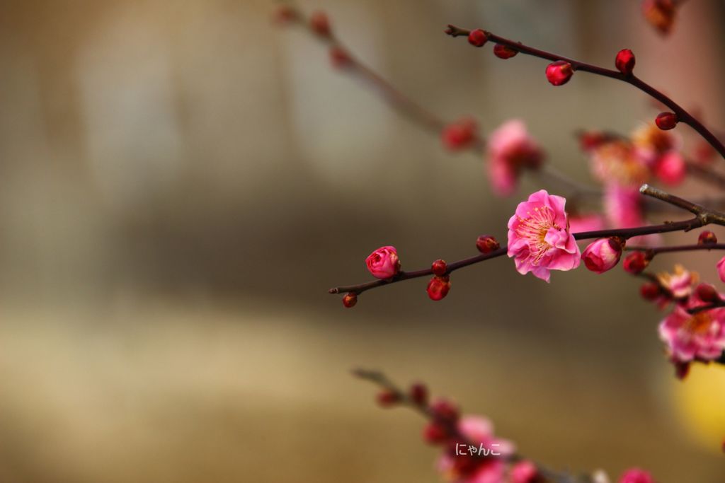 ～早春賦～