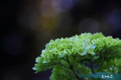 ～仄かに色づいて～